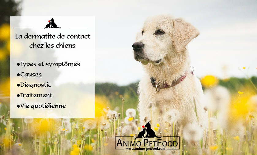 dermatite de contact chez les chiens